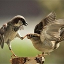 Ferme ton clapet...   non, mais !