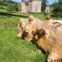 Un abies de 180 ans, destiné au feu. Selon vous, sauvetage réussi ?