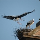 Autoconstruction structure bois