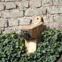 Abri pour mésanges impatientes