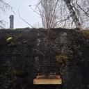 Récupérateur de bonsaï