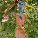 Cuillère en noyer toujours sur un design de Lee John Phillips.