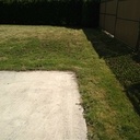 Une tâche de chardon qu'on voit venir par le jardin voisin