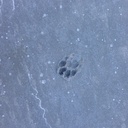 petit visiteur sur la dalle du maçon :)