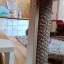 Arbrachat, Arbre à chat ... miaou ?