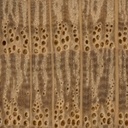 Du chêne.  Les parenchymes (plus clair) font comme des zébrures parallèle aux rayons médullaires.