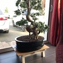 Support de bonsai