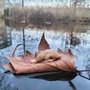Mammifères marins voguant dans l'air du bois