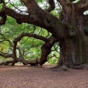 AVIS DE PROJECTION GRATUITE DU FILM : LES ARBRES REMARQUABLES