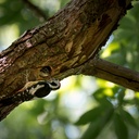 PIc mar qui nourrit son petit