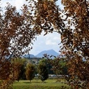 Nos forêts meurent du changement climatique