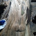 Sculpture d'un vieux pied d'olivier.