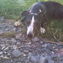 Support gamelle pour animaux de compagnie