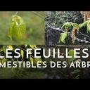 Mangez des feuilles !