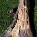 Sculpture d'un vieux pied d'olivier.