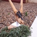 Crâne de vache et scorpion