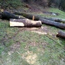 Sciage  grumes de frêne