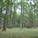 Chêne sessile de Futaie régulière (grume longue)