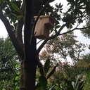 Nichoirs type Hulotte