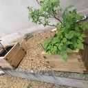 Le banc kiwi-framboise