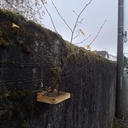 Récupérateur de bonsaï