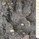 Emprunte assez impressionnante juste devant la maison