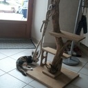 Arbre à chat original!