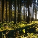 On connaît de mieux en mieux "l'intelligence" des arbres et les étonnantes facultés qui leur ont permis, depuis des millénaires, de tisser entre eux un réseau dense de communication. Au coeur de la forêt, amis, ennemis, partenaires dâ