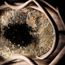 Collection Artganique® Miroir "Victory-dialogue 2"