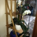 Étagère à plantes