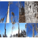 Quelques grumes en Isère