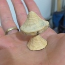 De p'tits champignons à la main