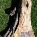 Sculpture d'un vieux pied d'olivier.