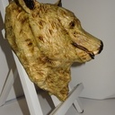 Tete d' ours mal lechée  comme la mienne  !!!  d'apres mon epouse