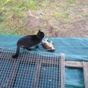 Le lapin ! Le lapin !