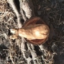 Phoque qui dit tchômi