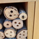 A priori abeille cotonnière (Anthidium manicatum)