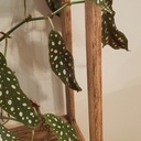 Étagère pour plantes