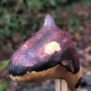 Mammifères marins voguant dans l'air du bois