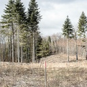 Forêts de Bourgogne: la mort de l’hêtre aimé