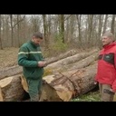 Le tri du bois après abattage