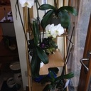 Étagère à plantes