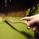 Cuillère pour cuisiner