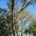 De l'arbre à la table - table extérieure en bois de fer