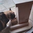 Distributeur croquettes pour chat en chêne.