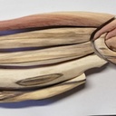 Le poisson des étangs de Sologne