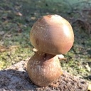 Bolet tourné