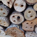 Osmie cornue (Osmia cornuta)