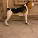 Copie de mon chien (un Beagles)