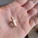 Micro tortue